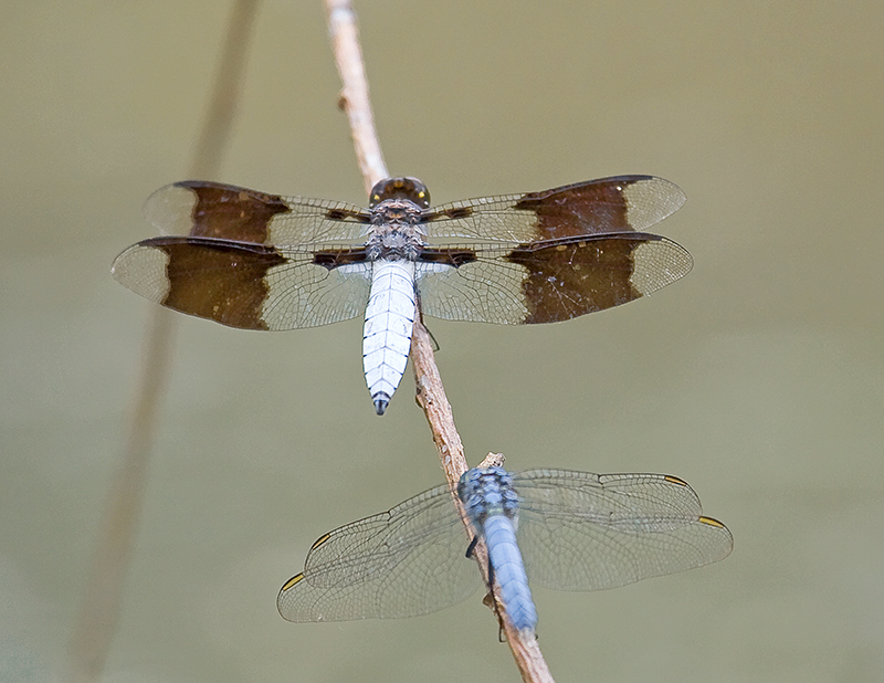 Long-Tailed Skimmer - Lancaster County, PA