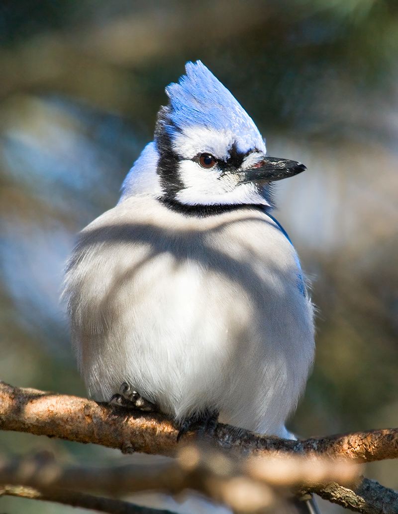 Bluejay