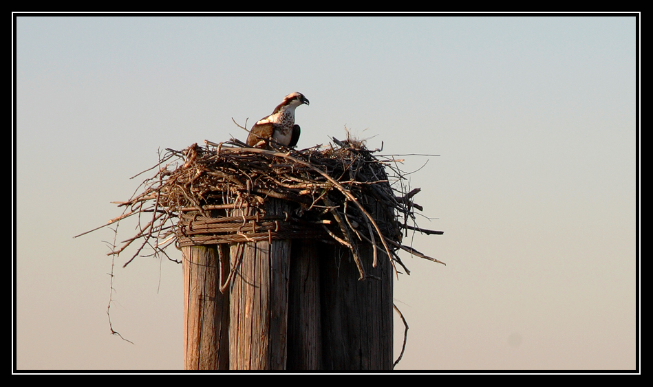 Nesting