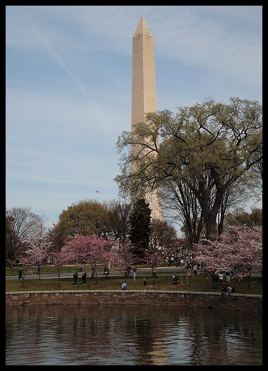 Cherry Blossoms