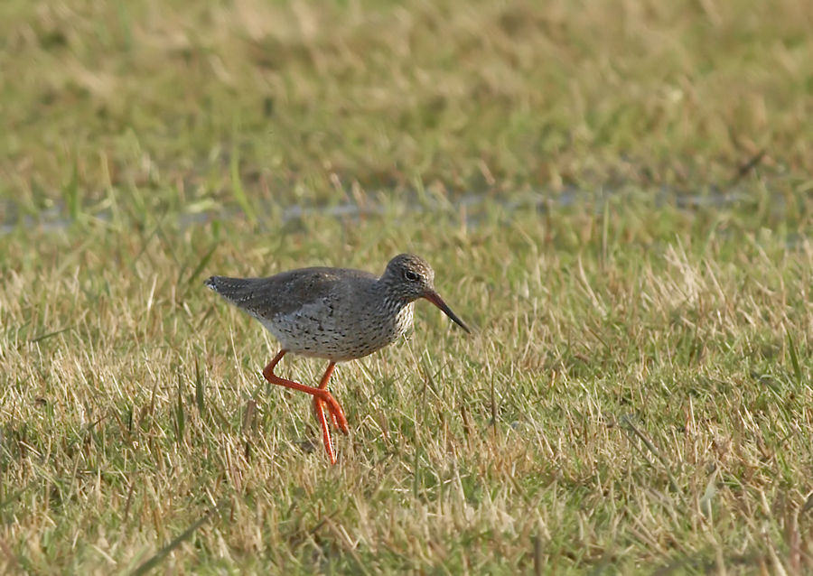 Tureluur - Common Redshank