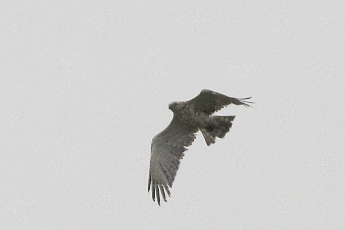 Slangenarend - Short-toed Eagle