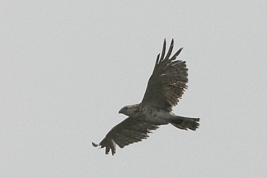 Slangenarend - Short-toed Eagle
