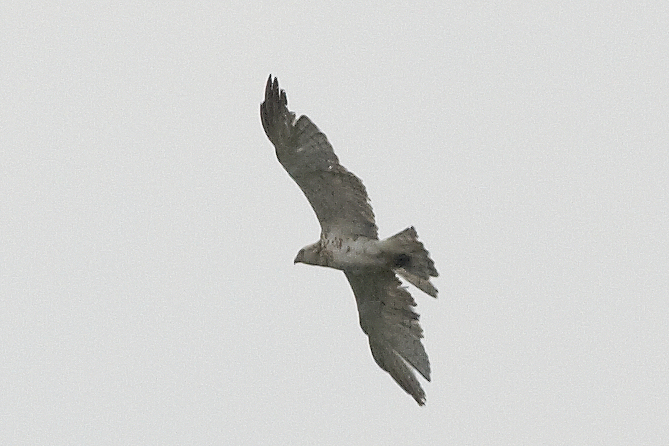 Slangenarend - Short-toed Eagle