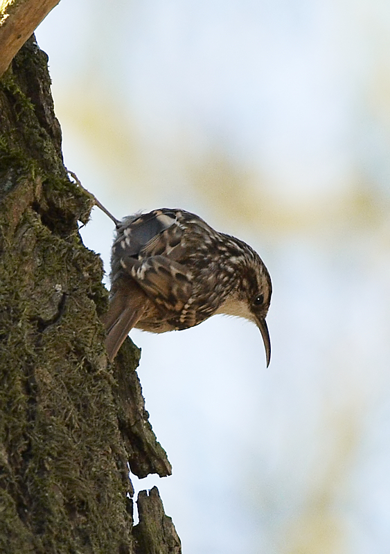 Boomkruiper - Short-toed Treecreeper