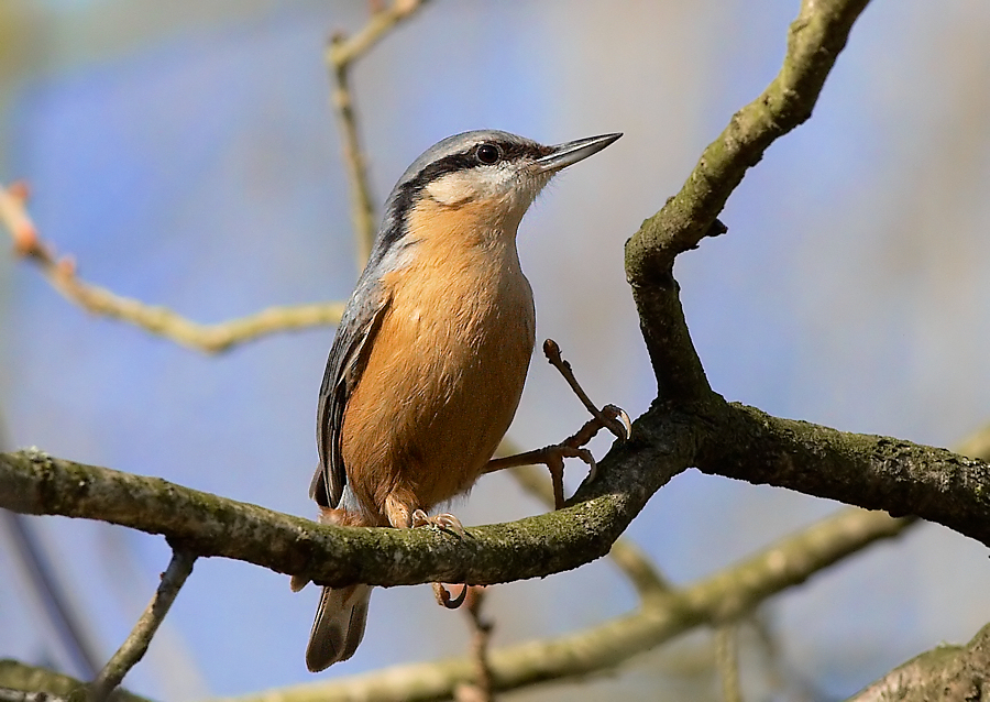 Boomklever -Europian Nuthatch