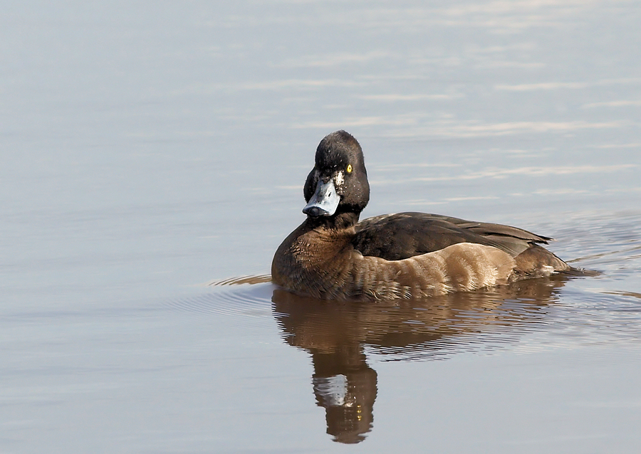 Kuifeend - Tufted Duck