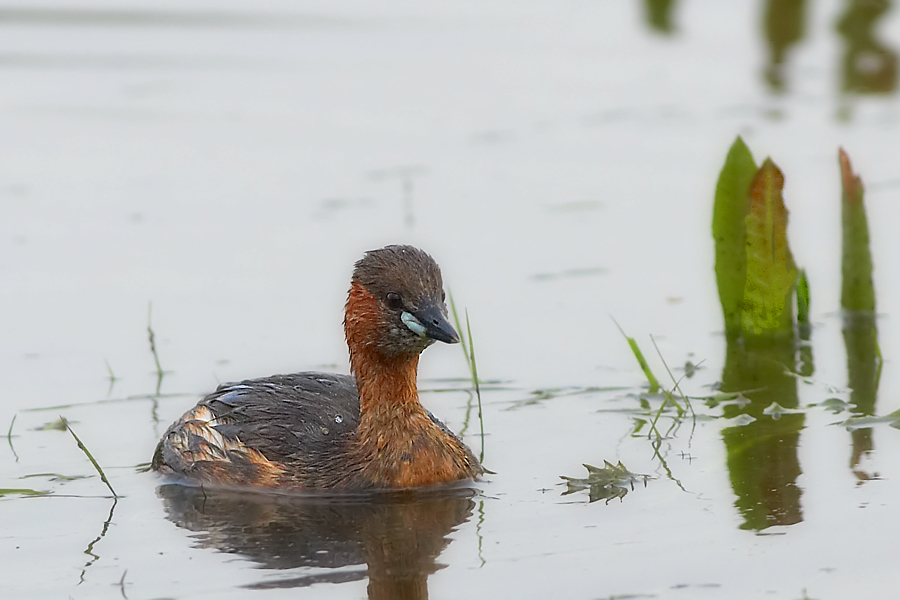 Dodaars - Little Grebe