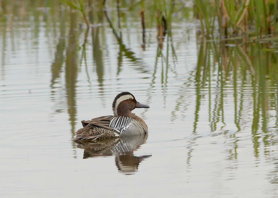 Zomertaling - Garganey