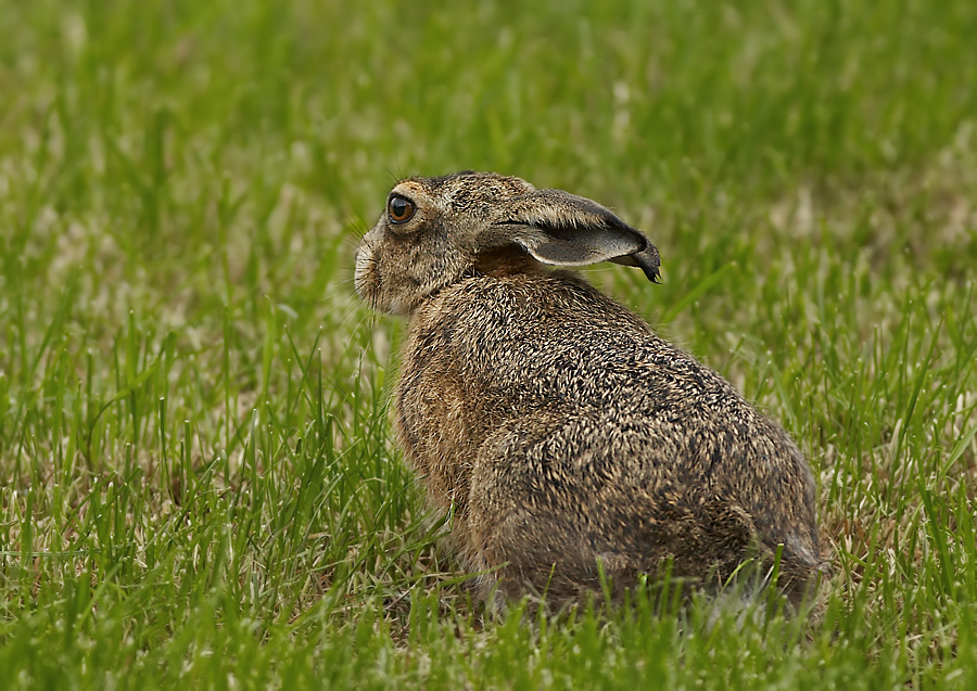 Haas - European Hare