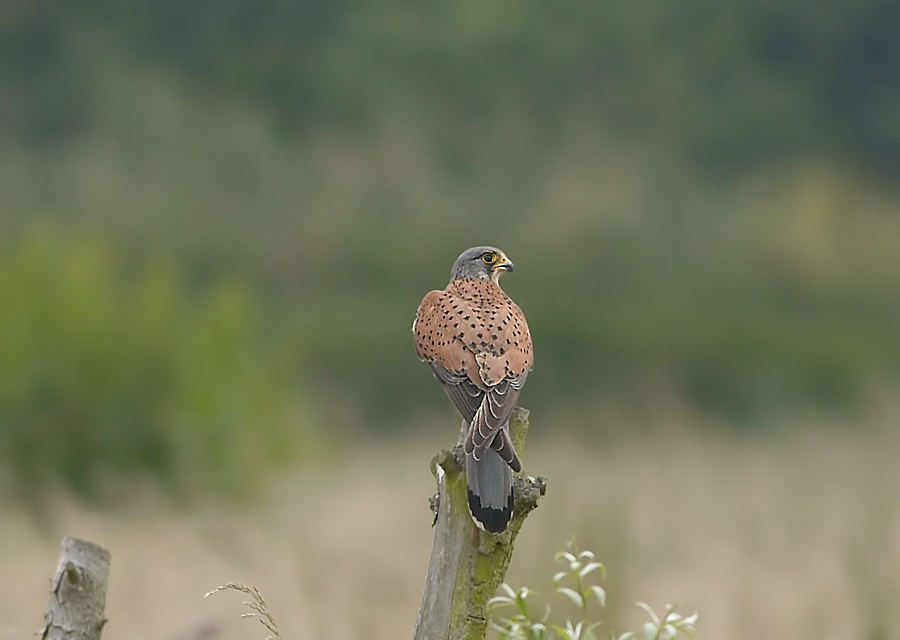 Torenvalk  -  Common Kestrel