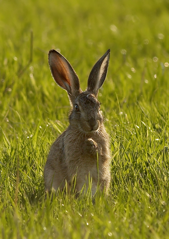 Haas - European Hare