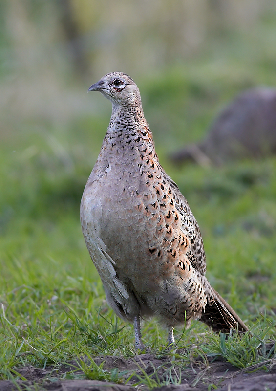 Bosfazant -  Common Pheasant