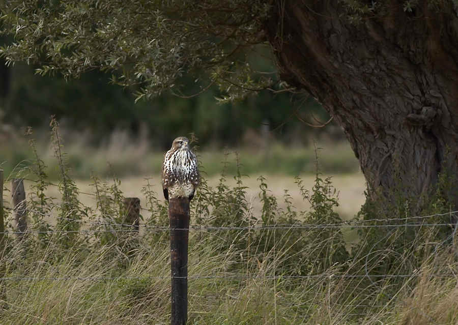 Buizerd - Common Buzzard