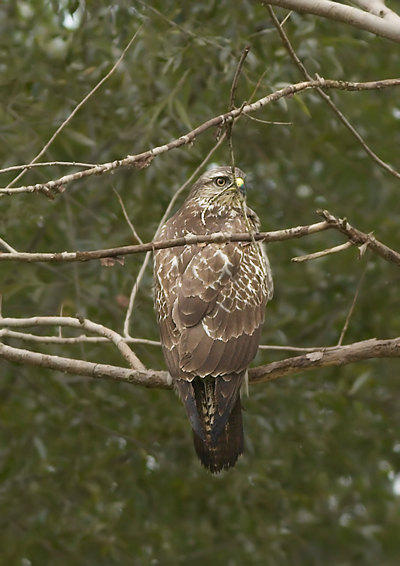 Buizerd - Common Buzzard