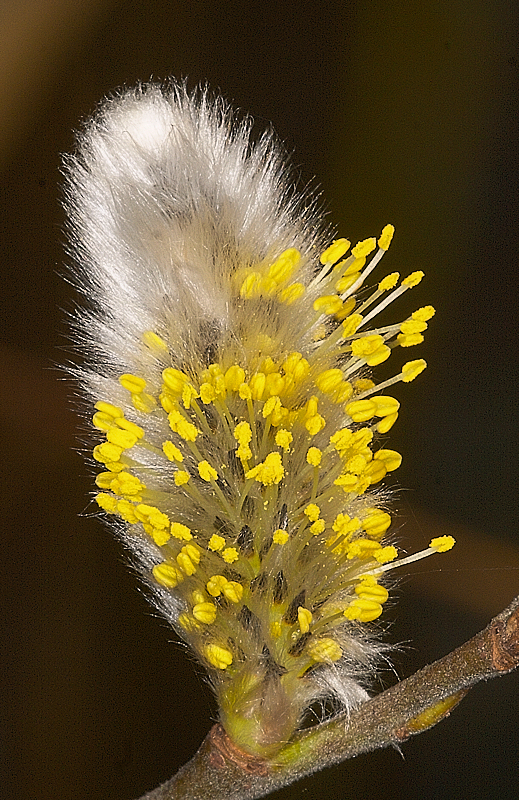 CRW_8967_1.jpg - wilgenkatje.jpg