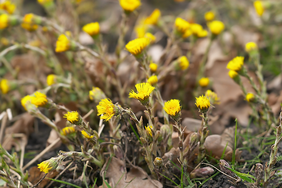 Klein Hoefblad - Tussilago farfara