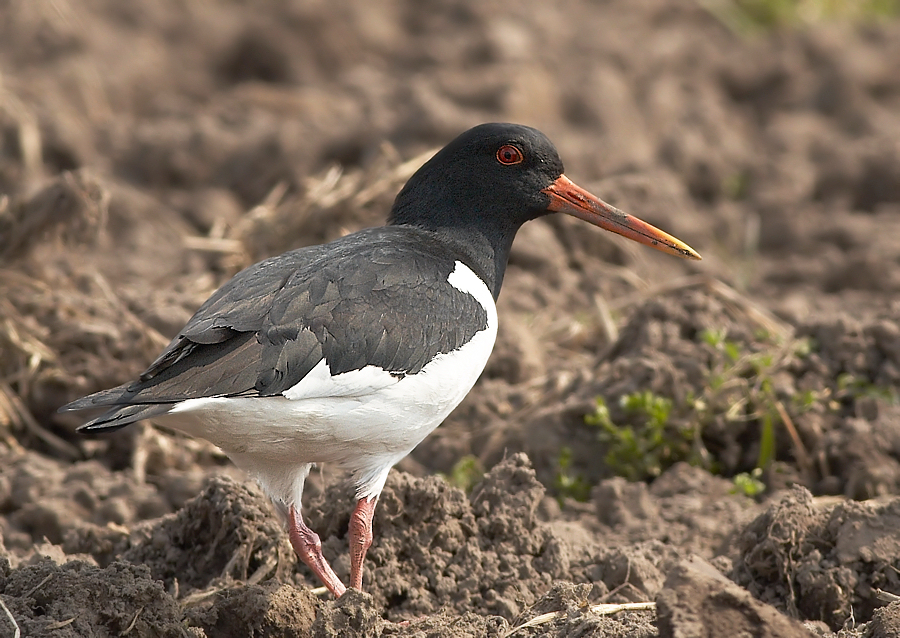 Scholekster - Oystercatcher