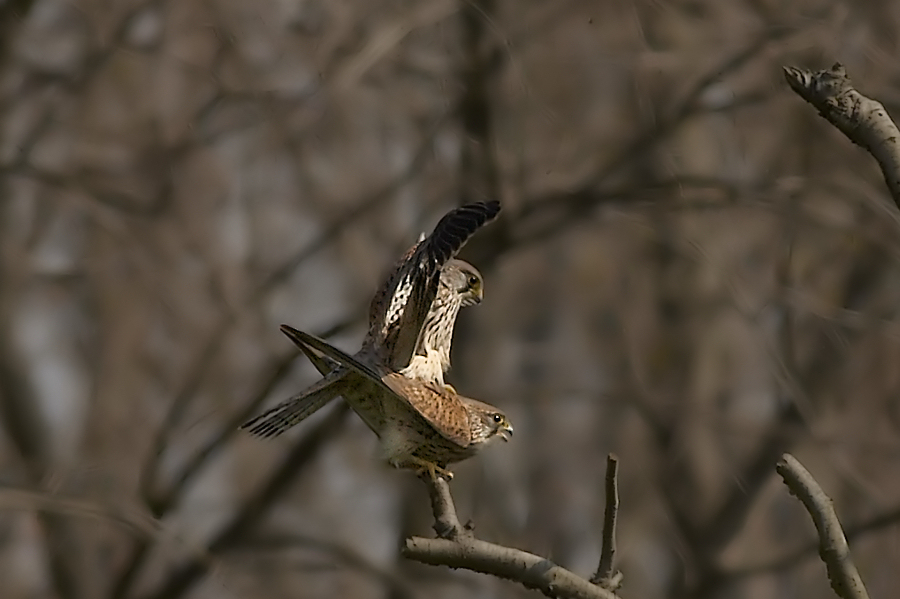 Torenvalk - Common Kestrel