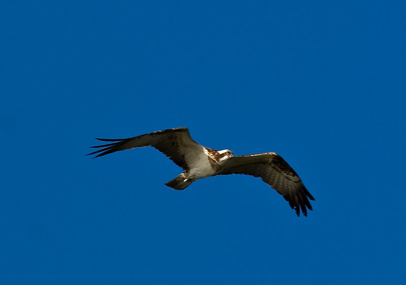 Osprey