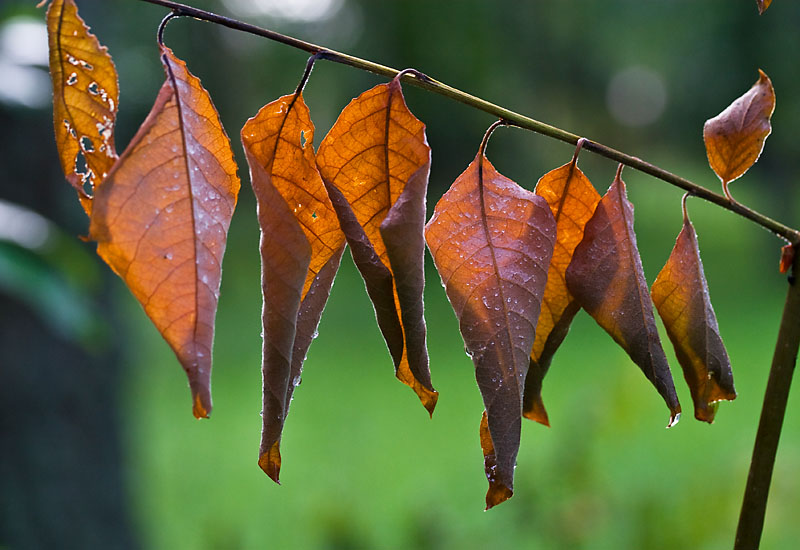 Dry leaves