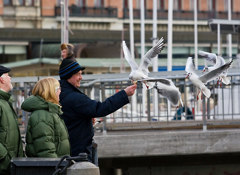 Feeding the gulls