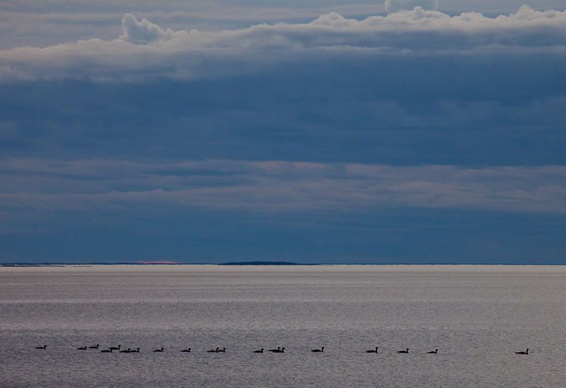 Geese going north