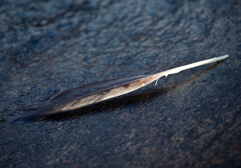 Feather