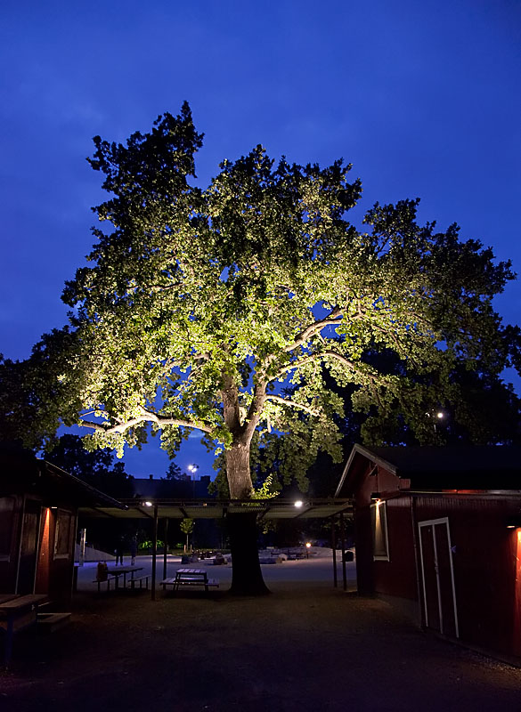 The illuminated tree