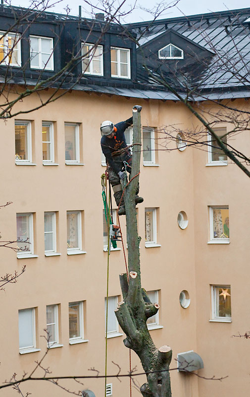 Arborist in action