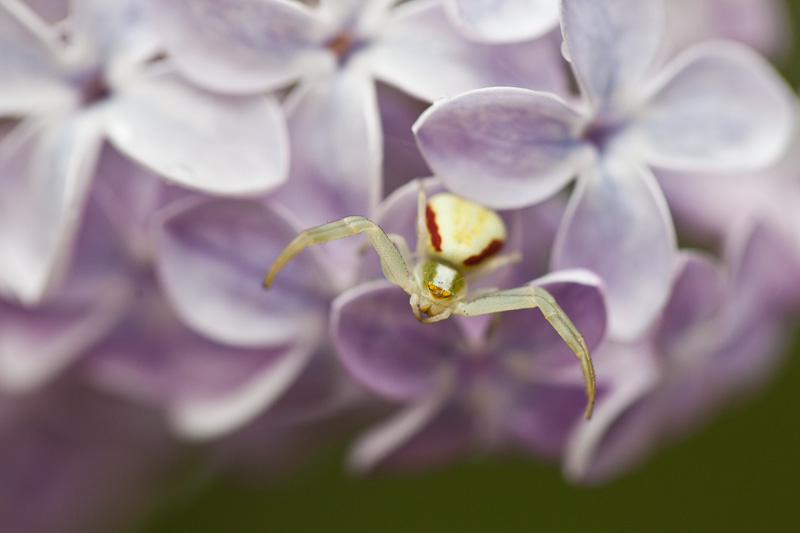 Crab spider - Misumena Vatia