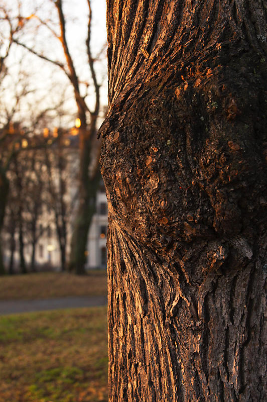 Hardened tree