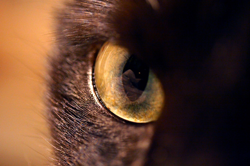January 12: Cats eye