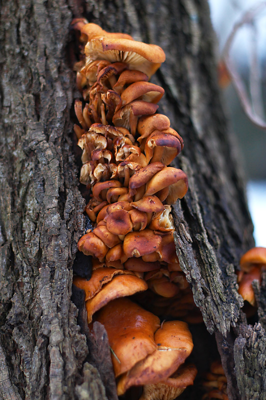 February 1: Mushroom tree