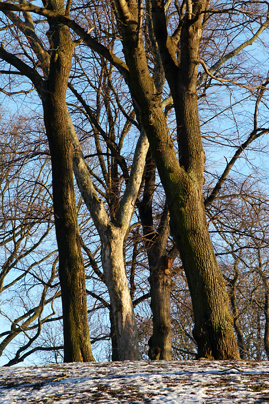 February 3: Winter trees
