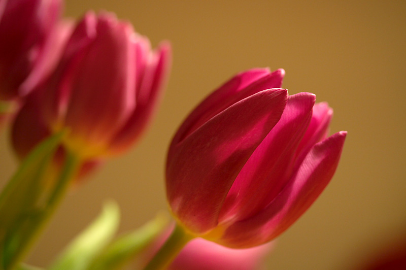February 15: Tulips