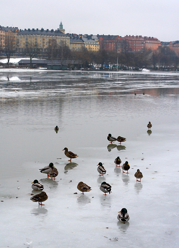 March 6: Ducks on wet ice