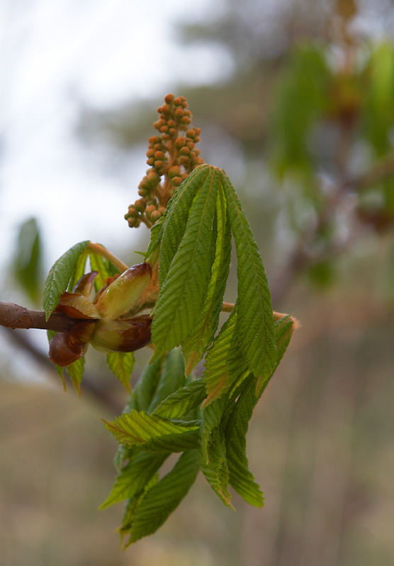 April 22: Horse chestnut