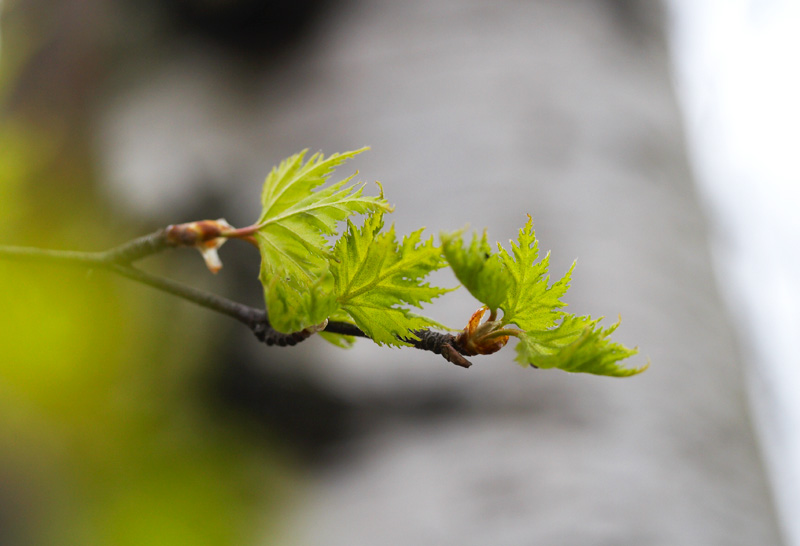 April 23: Young birch leaves