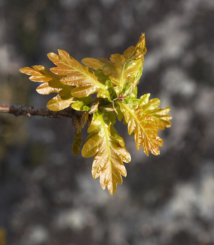May 5: Fresh oak leaves