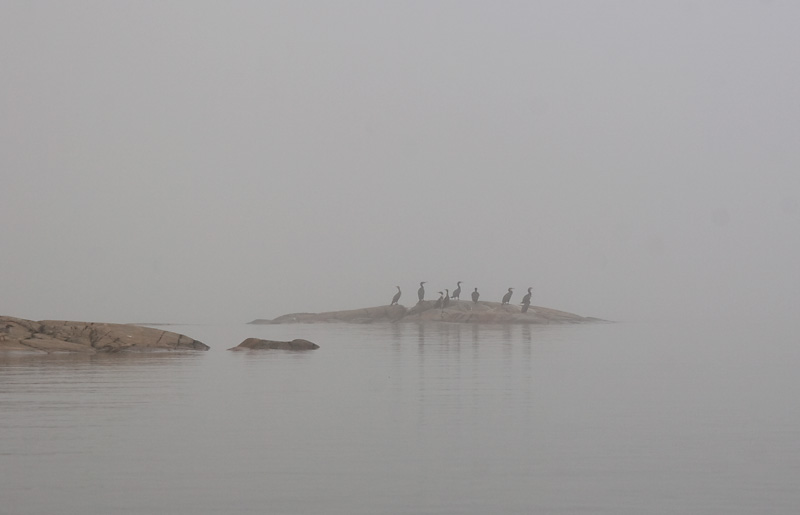 Cormorants in  fog