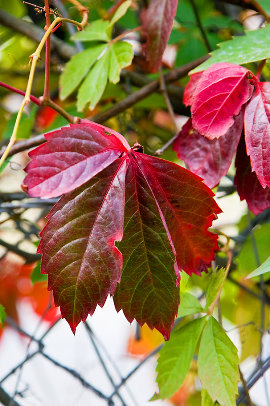 Blushing leaves
