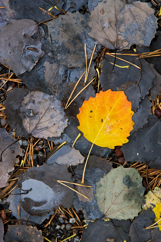 The Golden leaf