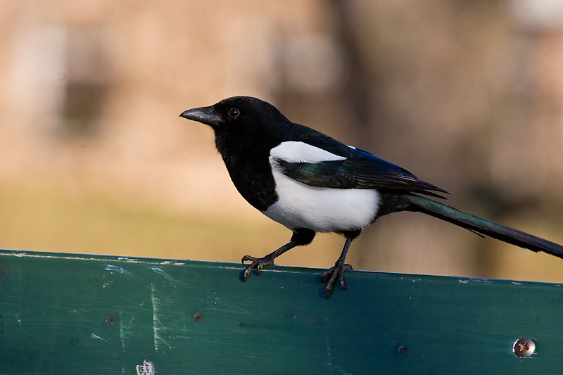 Magpie