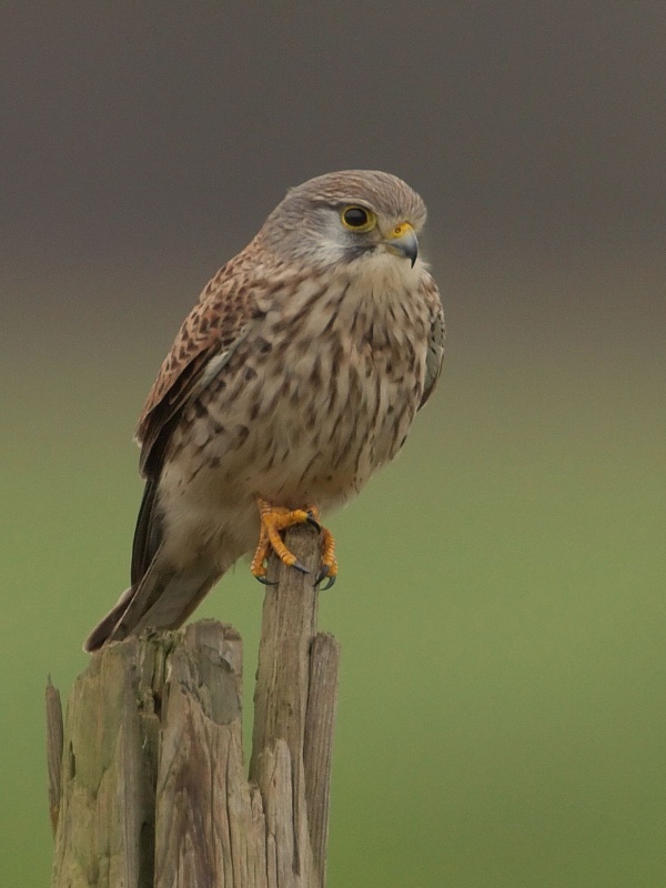 Falco tinnunculus - Torenvalk - Kestrel