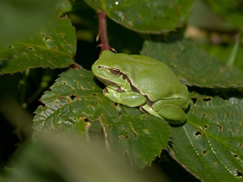 Hyla arborea - Boomkikker - Common tree frog