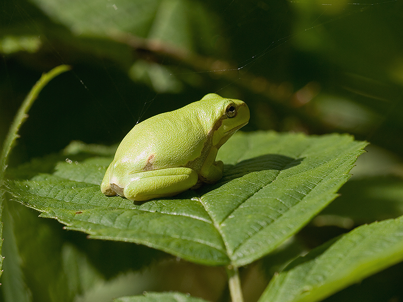 Hyla arborea - Boomkikker - Common tree frog