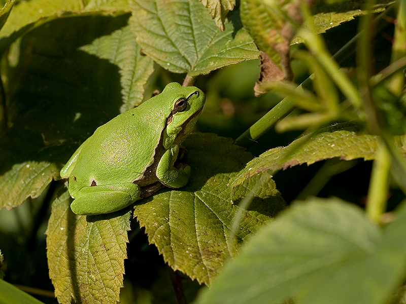 Hyla arborea - Boomkikker - Common tree frog