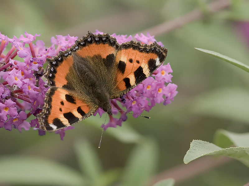  Aglais urticae - Kleine Vos - Small Tortoseshell