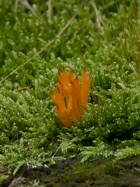 Calocera viscosa - Kleverig koraalzwammetje - Yellow staghorn